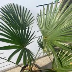 Palma konopná (Trachycarpus wagnerianus) – celková výška 70-90 cm, kont. C15L (-18°C)